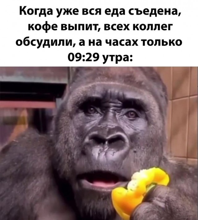 Весёлый полтшок 09.05.24