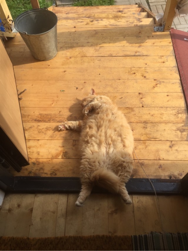 Котовторник, от мала до велика