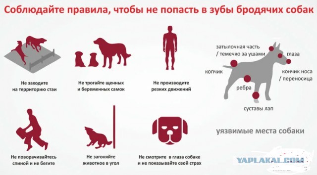 Казань: Собаки загрызли жительницу Казани