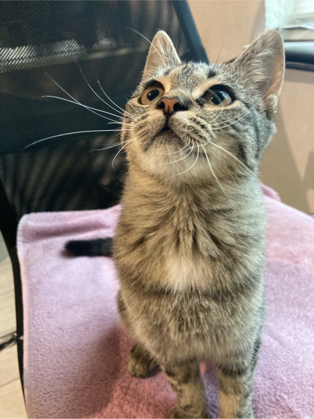 На котовторник