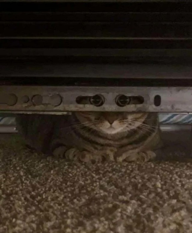 Котовторник в картинках