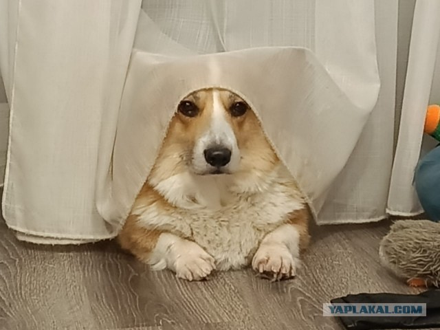 Буч к СобакоЧетвергу