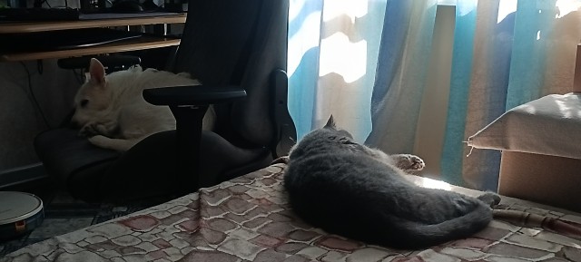 А как спят ваши питомцы?