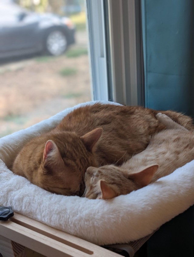 Спящих котеек тред