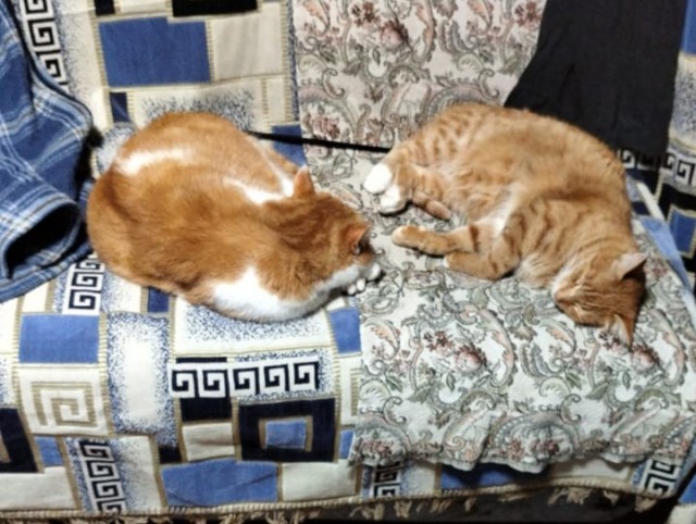 Котовторник наступил