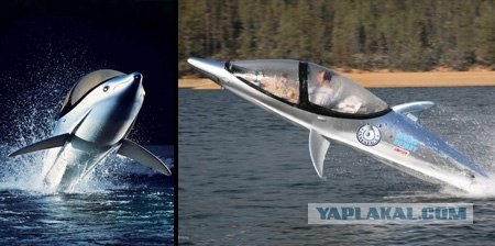 Почувствуй себя дельфином (10 фото + видео)