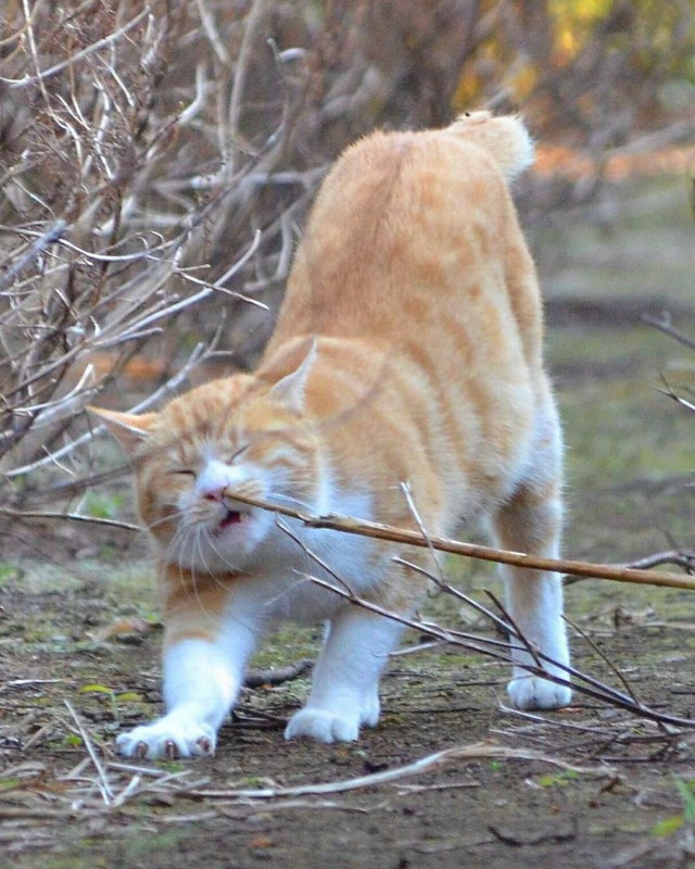 Рыжий кот рад весеннему теплу