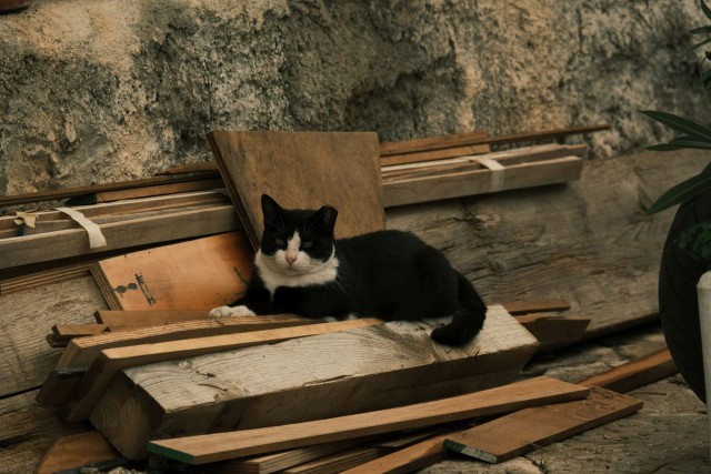 Котовторник из Палермо