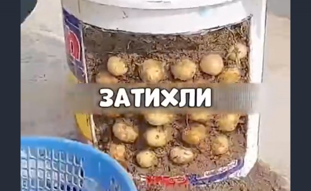 Думал казахские студенты другие кусты выращивают