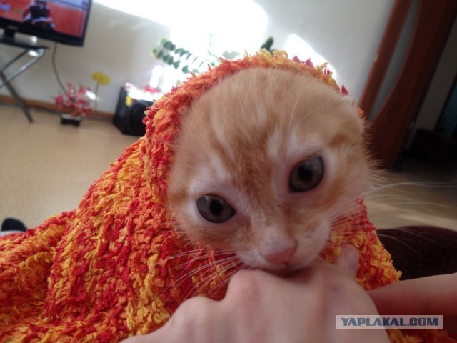 Котовторник 8.10.2013