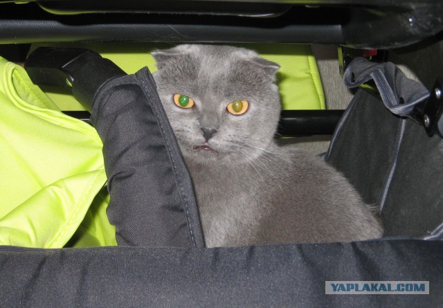 А где прячется ваш кот?