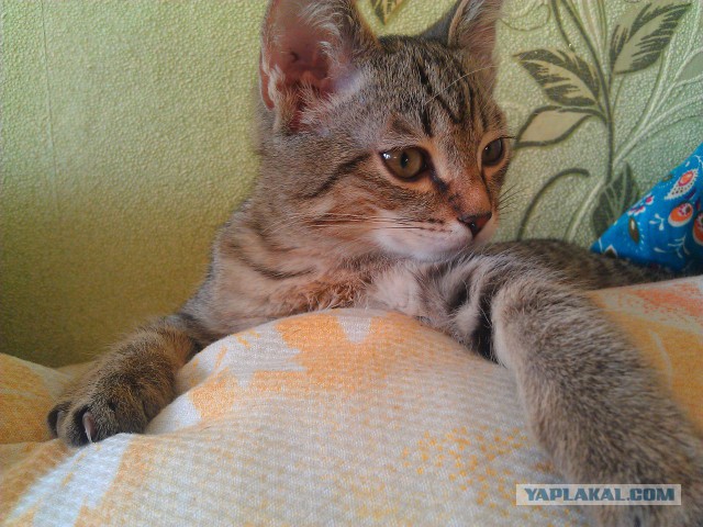 Котовторник 01.04.2014