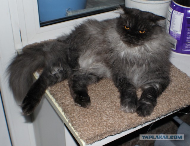 Котовторник 30.09.2014