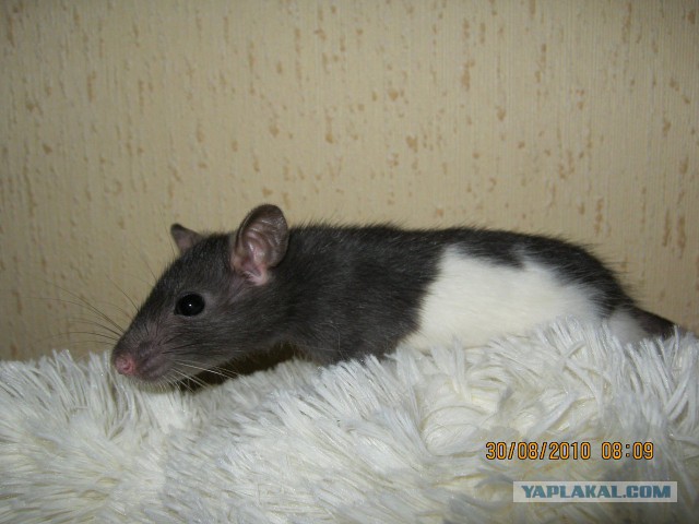 Крыска Люрка