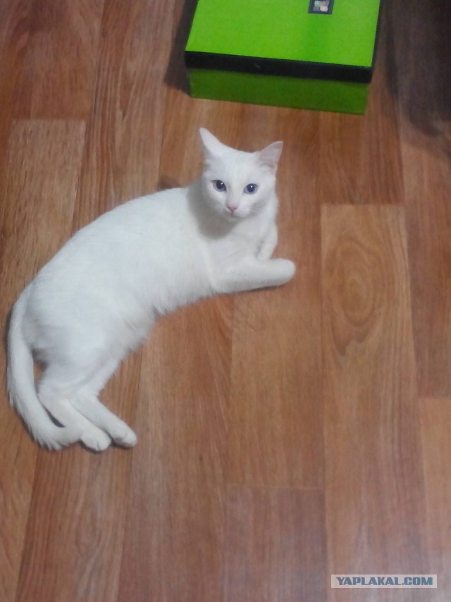 Моим котам