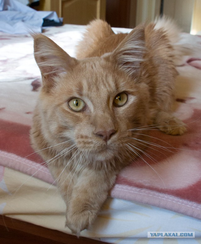 Котовторник 16.06.2015., Котовторник наступил!