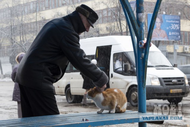 Кот Вася
