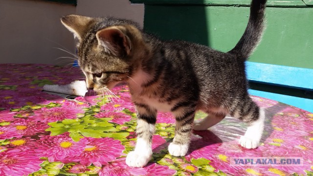 Сочинские коты)