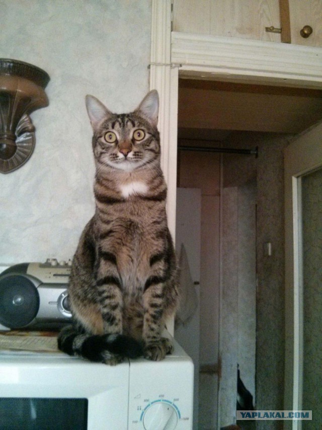 Котовторник 03.11.2015