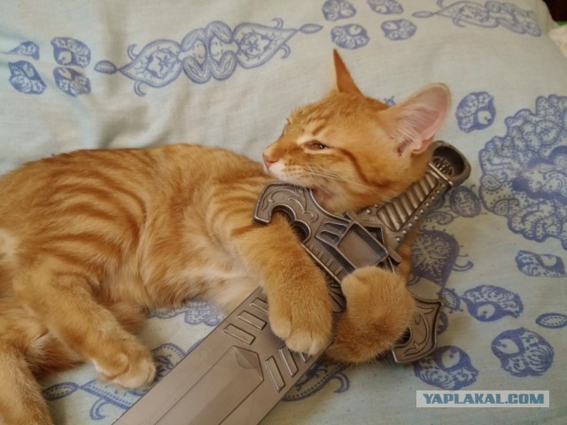 17 фотографий котов