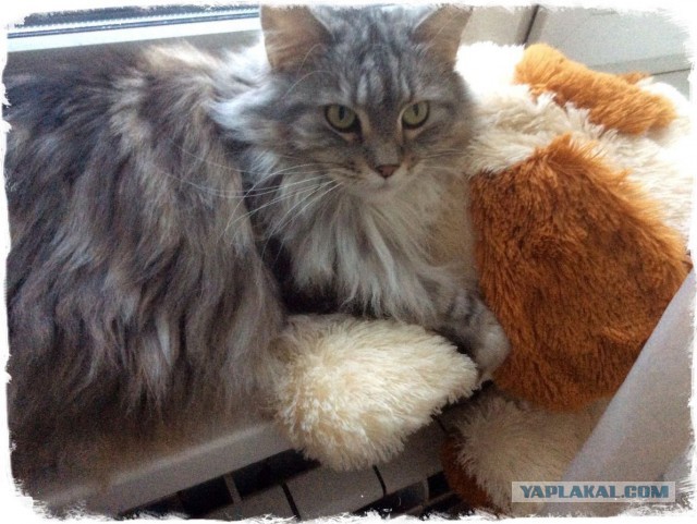 Кошки породы мейн-кун