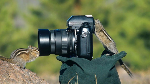 Животные и фотоаппарат