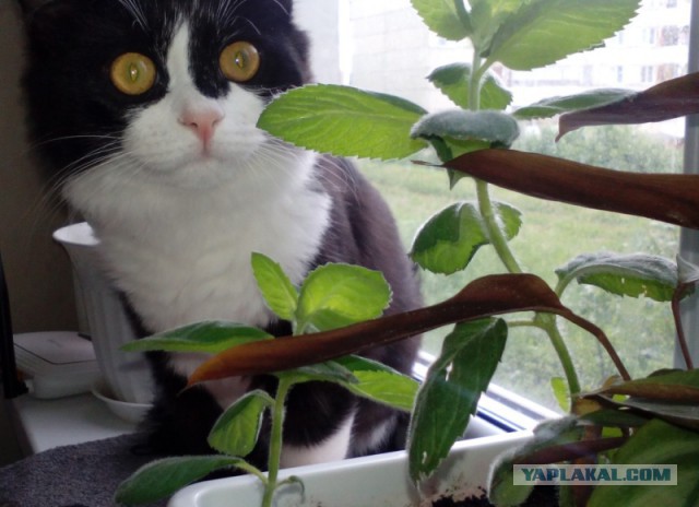 Котовторник 07.06.2016