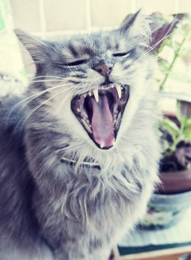 Коты из сети