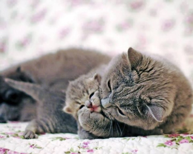 Коты из сети