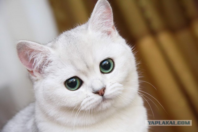 НЛО в Казахстане