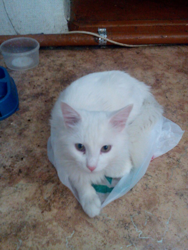 Коты и Кошки