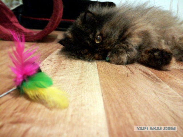 Котовторник  25.07.2017