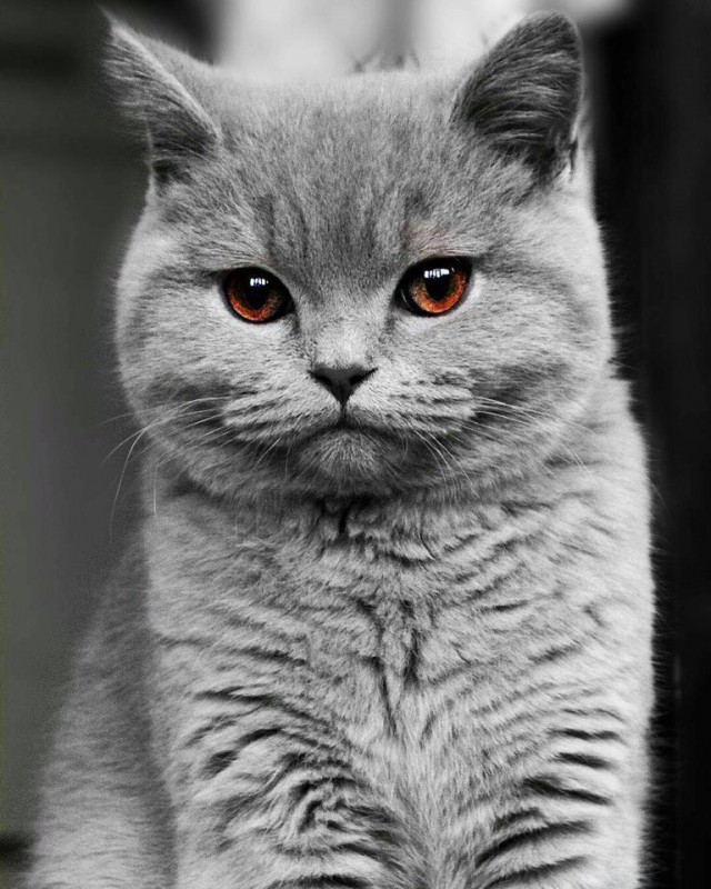Коты и Кошки