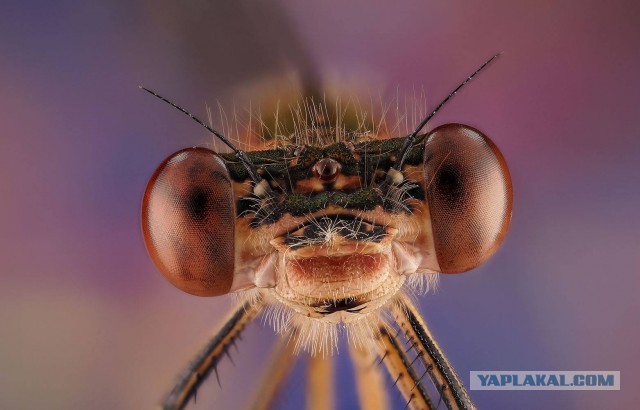 Макро портреты  «extreme macro»
