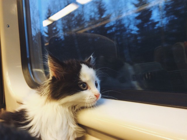 Коты и Кошки