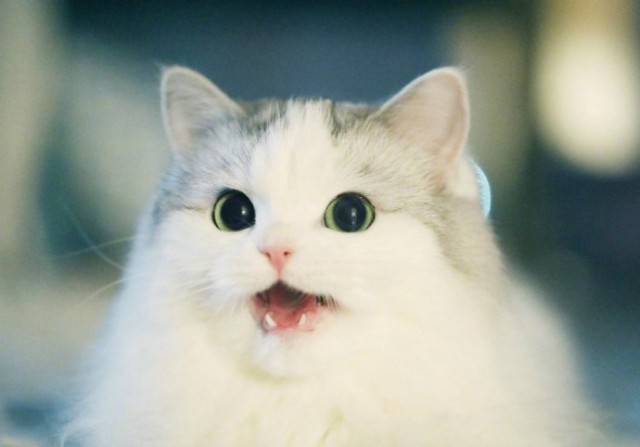 Коты и Кошки