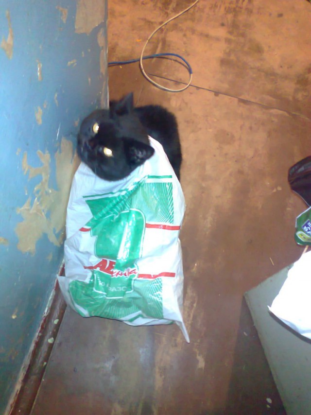 Коты и Кошки