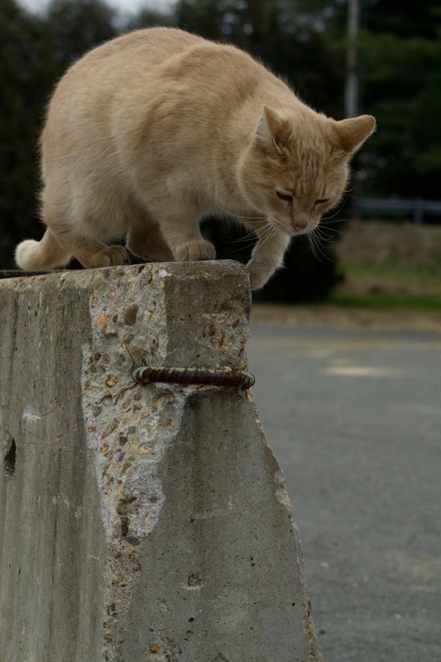 Коты и Кошки
