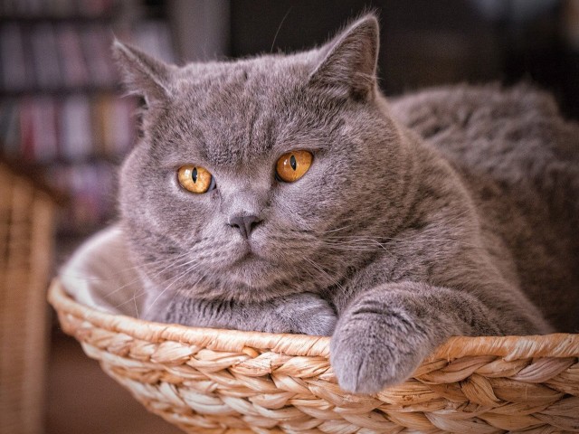 Коты и Кошки
