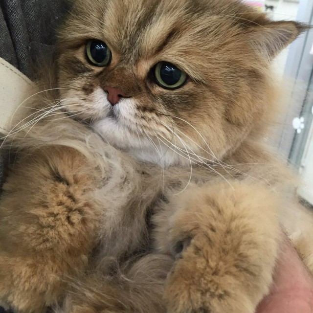 Коты и Кошки