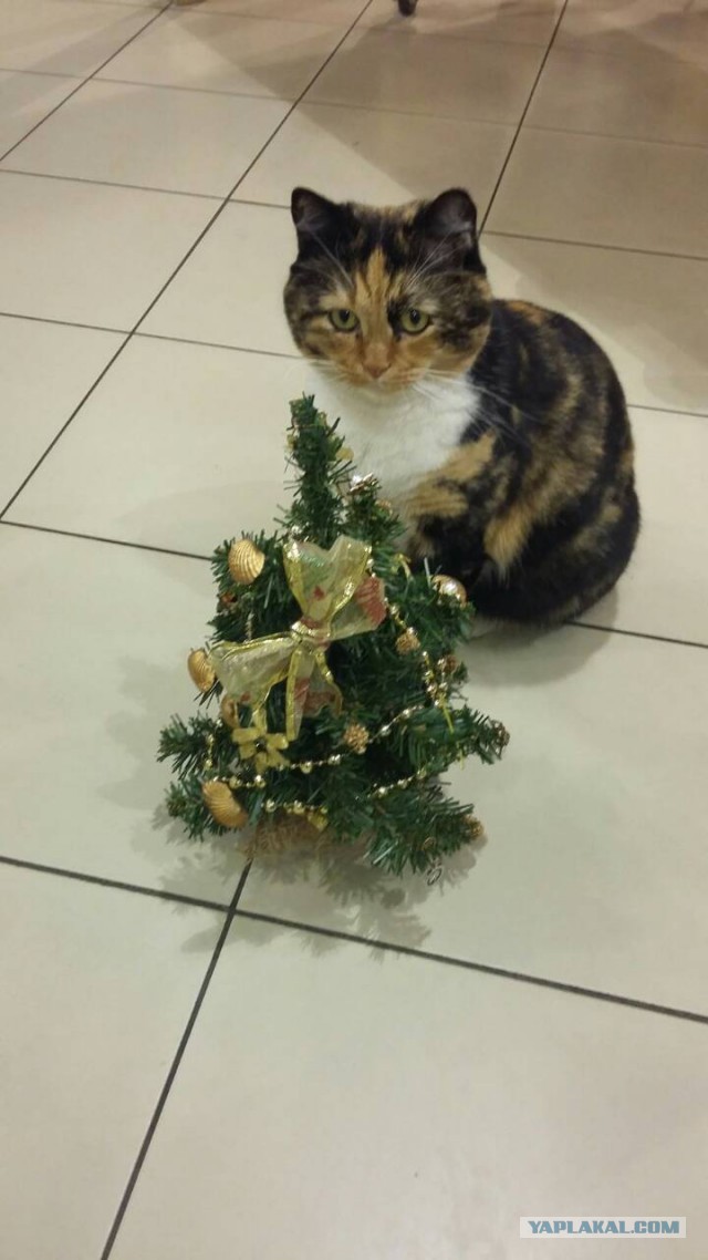 Котовторник  19.12.2017