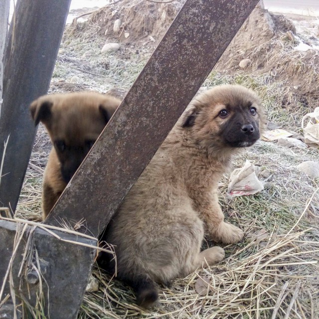 Чуткий нос в собакочетверг
