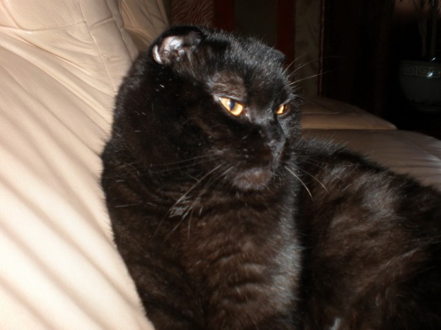 Котовторник! 11.10.11