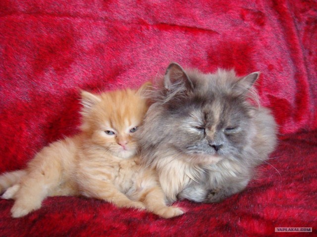 Котовторник! 08.11.11