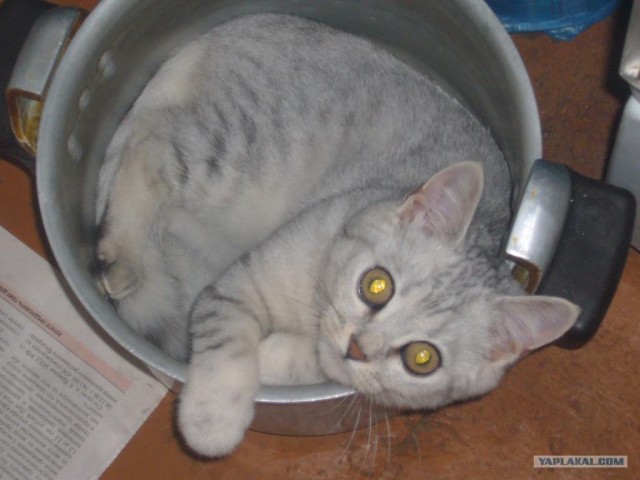 Котовторник (31.01.2012)