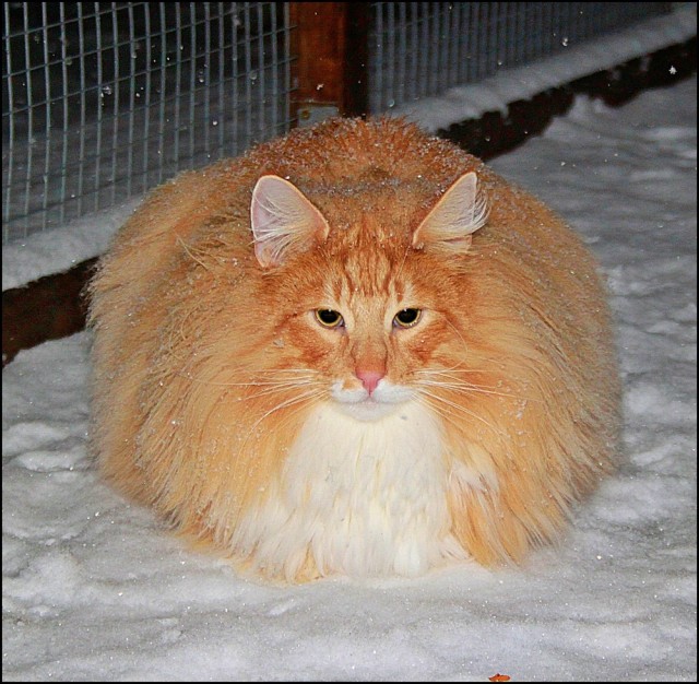 Котовторник (07.02.2012)