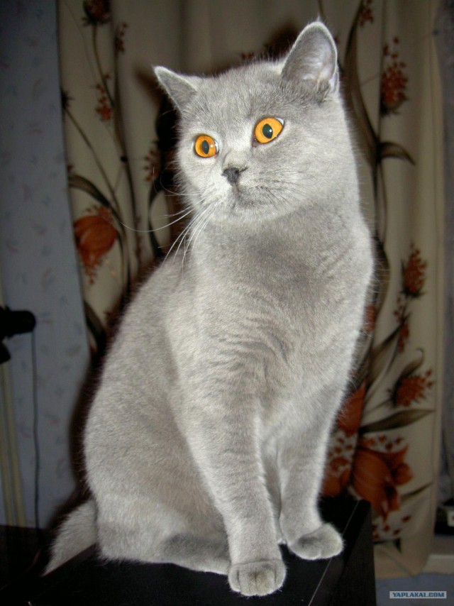 Котовторник  от 3.04.2012