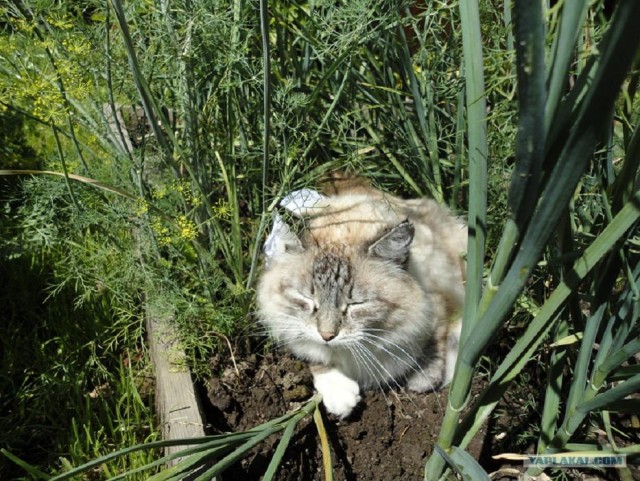 Котовторник 17.04.2012