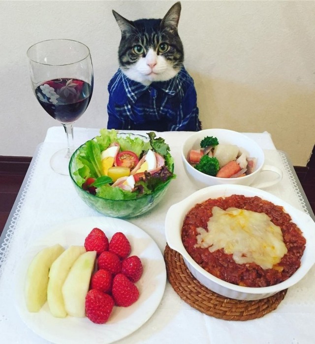 Прикольных котов пост