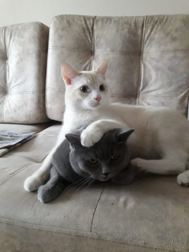 Котовторник 22.01.2019.